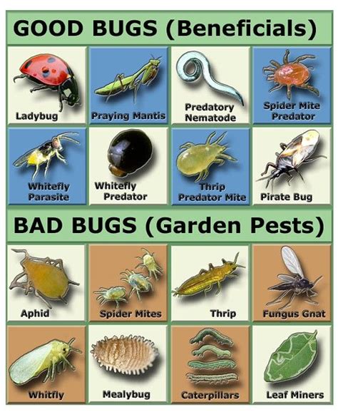 Natural Garden Pest Control Garden Pests Identification Garden Pests