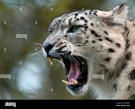 Female Snow Leopard Stock Photo Alamy