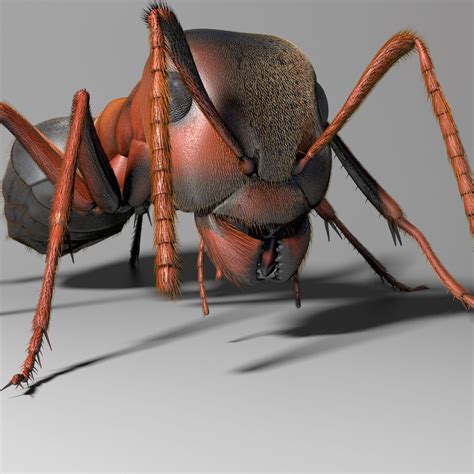 ant rigged 3d model rigged cgtrader