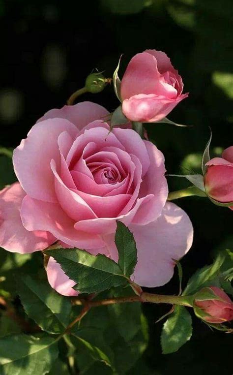 Pin By Kallol Bhattacharya On My Rose Beautiful Rose Flowers Pink