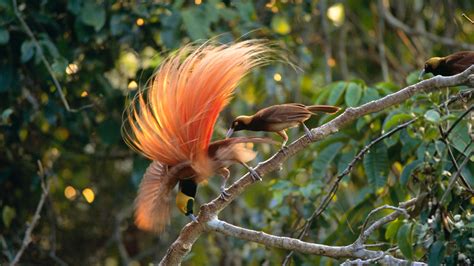 Like all birds of paradise it displays during the mating season revealing this beautiful shining metallic chest. Birds of the Gods | Birds of Paradise and Sexual Selection ...