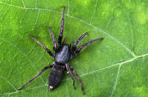 White Tail Spider Control Melbourne White Tailed Spider Removal