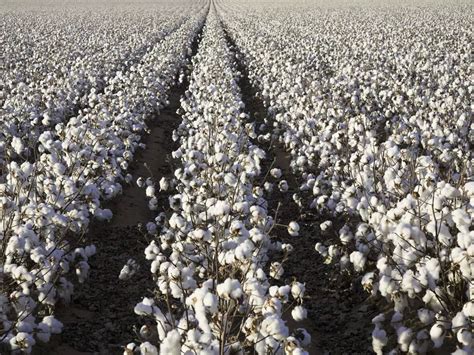 Cotton Exports Indias Textile Industry In Dire Straits As Raw Cotton