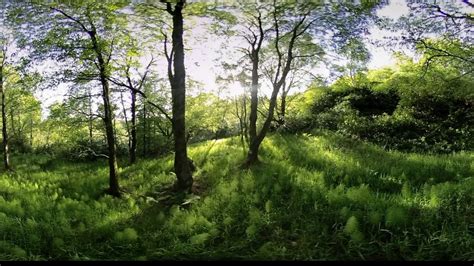 Majestic Forest 360 Video Royalty Free Stock Footage 350 4k Vr