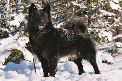 Swedish Lapphund Dog Breed Information