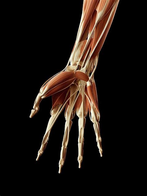 Human Hand Muscles Photograph By Sebastian Kaulitzki Fine Art America