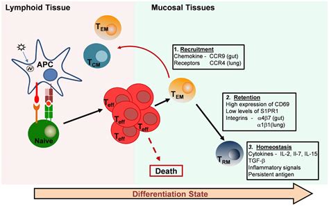Frontiers Mucosal Resident Memory Cd4 T Cells In Protection And