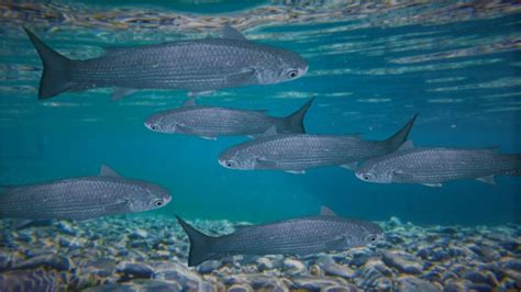 Pacific Threadfin Moi Hawaiian Delicacy Traits Habitat