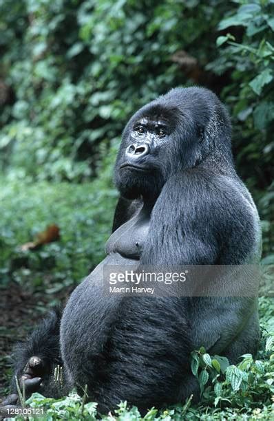 Silverback Mountain Gorilla Photos And Premium High Res Pictures