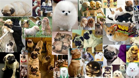 Dog Wallpaper Puppy Collage Petswall