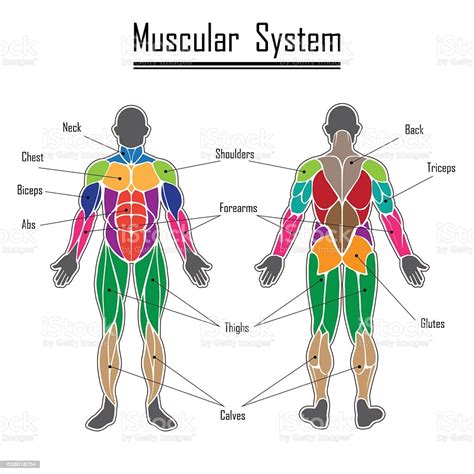 It is located in the upper front part of the leg. Human Muscular System Stock Illustration - Download Image Now - iStock