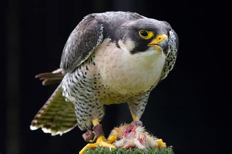 Peregrine Falcon Feeding Birds Wildlife Photography By Martin