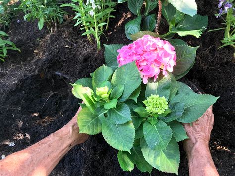 Met een groei van 5 tot 10 centimeter per jaar, is de buxus een trage groeier. Hortensia's bemesten voor een krachtige groei en bloei | Pflanzen, Hortensienpflanze, Pflanzen ...