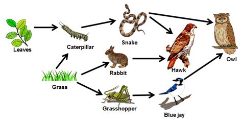 Food Chain And Food Web Food Chain And Food Web Meaning Diagrams