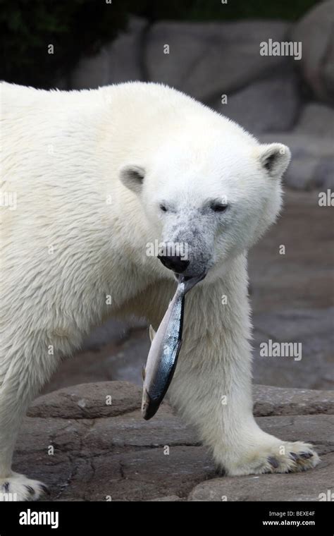 Polar Bear With Fish In Area Without Snow Stock Photo Alamy