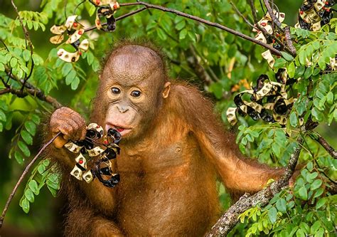 Where Do Orangutans Live Worldatlas