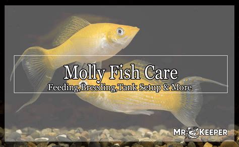Molly Fish Carefeedingbreedingtank Setup And More 2023