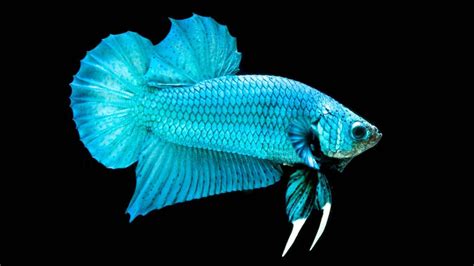 Giant Betta Fish A Complete Guide You Should Know 2023