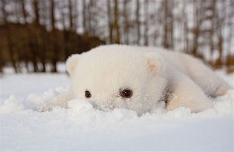 Adorable Baby Polar Bear Photography Fubiz Media