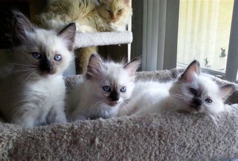 Please review the cats and kittens information and photos and contact me for more information on our available ragdoll cats and ragdoll kittens here in the beautiful lake filled heart of florida area to adopt your new family. Ragdoll Kittens Orlando area born August 1. for Sale in De ...