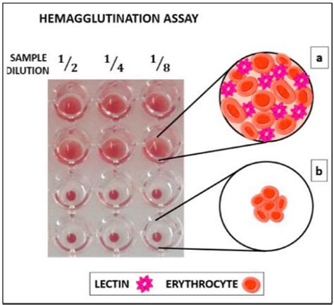 Hemagglutination Test For The Detection Of Lectins In V Bottom Download Scientific Diagram