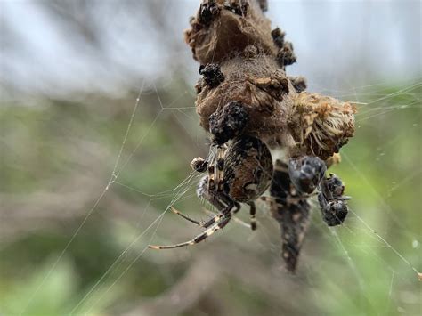 Ask The Naturalist Spiders That Build Structures In Their Webs Bay