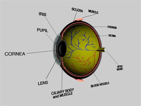 Human Eye Cross Section Eyeball 3d Model Obj 3ds Fbx C4d Dxf Stl
