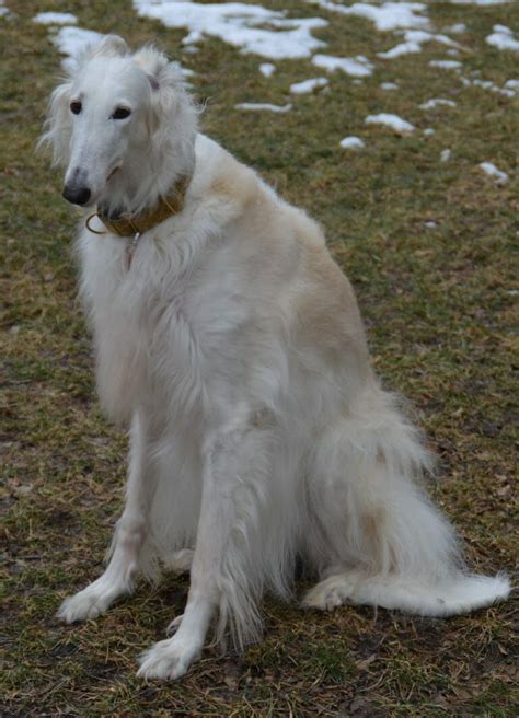 12 Things You Should Know About The Borzoi Borzoi Dog Dog Breeds
