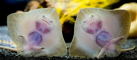 6 Baby Marine Animals You Can See In South Australia