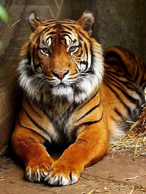 Beautiful Tiger Amazingtigers Endangeredtigers Tiger Photography