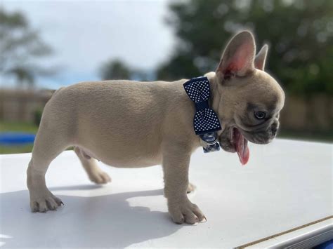 Fluffy Frenchie Puppy For Sale - French Bulldog For Sale! Where to Find ...