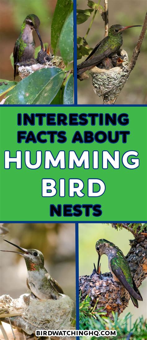 Hummingbird Nests 101 Everything You Need To Know About These