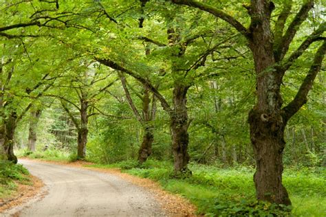 Green Tree Alley Stock Photo Image Of Green Background 26742502