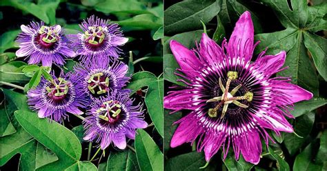 How To Grow And Care Passion Flower