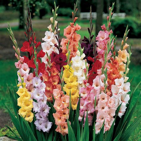 Multi Colored Glads Something For Everyone Bulb Flowers Gladiolus