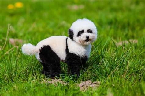 Panda Dogs Everything Youve Ever Wanted To Know My Animals