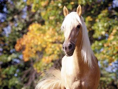 Horse Desktop Wallpapers Background Wild Animal