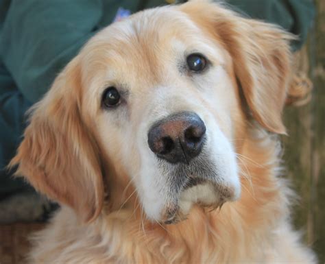 Bearington goldie plush golden retriever stuffed animal puppy dog, 13 inches. I miss my Tucker dog, such a pretty golden retriever ...
