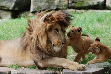 Adorable Lion Cubs Meet Dad For First Time At Texas Fort Worth Zoo