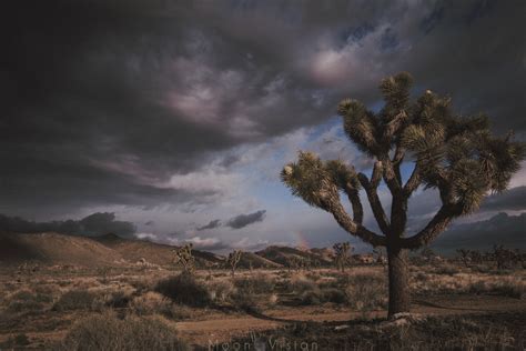 Itap Of A Joshua Tree During A Moody Morning Ritookapicture