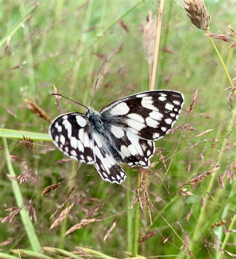 Marbled White Butterfly Bryans Countryside
