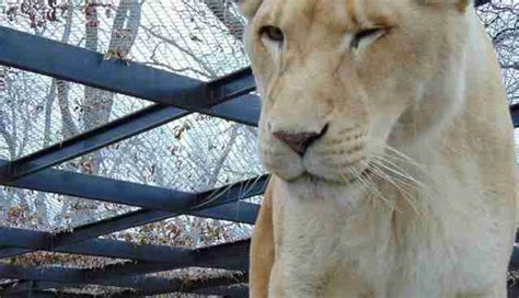 How Love Saved The Life Of A Dying Lioness