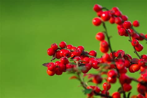 Red Berries On Green Free Stock Photo Public Domain Pictures