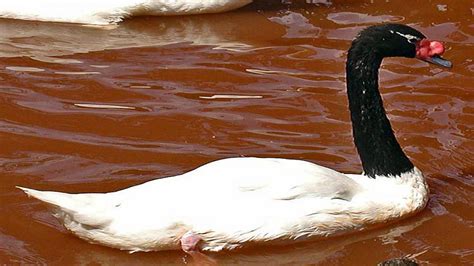Cisne De Cuello Negro Guia De Fauna Rutachile