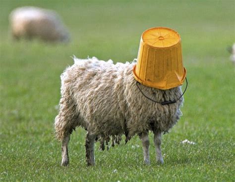 Psbattle Sheep With Bucket On Head Funny Sheep Sheep Sheep T