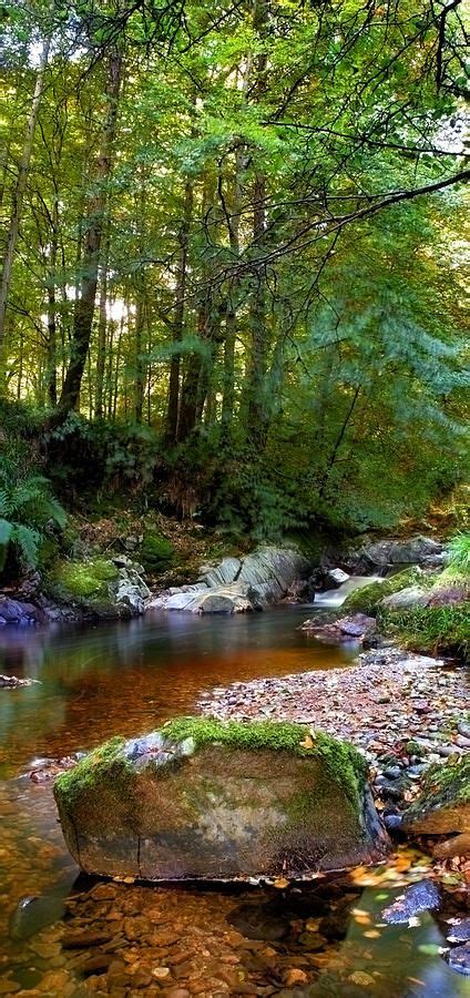 River In Cawdor Big Wood By Joe Macrae Nature Pictures
