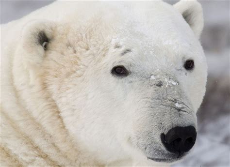 Polar Bear Population To Decline By A Third By 2050 Study National