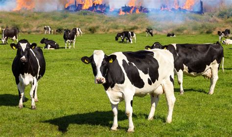 Deadly Explosion And Fire At Texas Dairy Farm Claims 18000 Cows