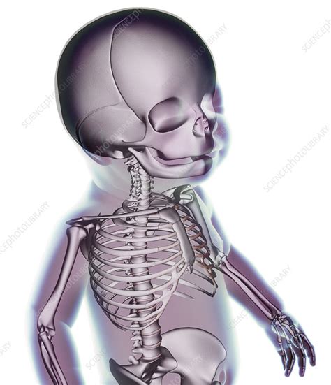 Human Baby Anatomical Artwork Stock Image M Science