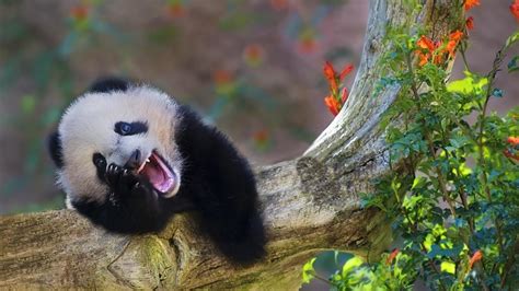 Scary Pandas Wallpapers Wallpaper Cave